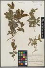 Foto von Salix purpurea subsp. amplexicaulis (Bory) C. K. Schneid.